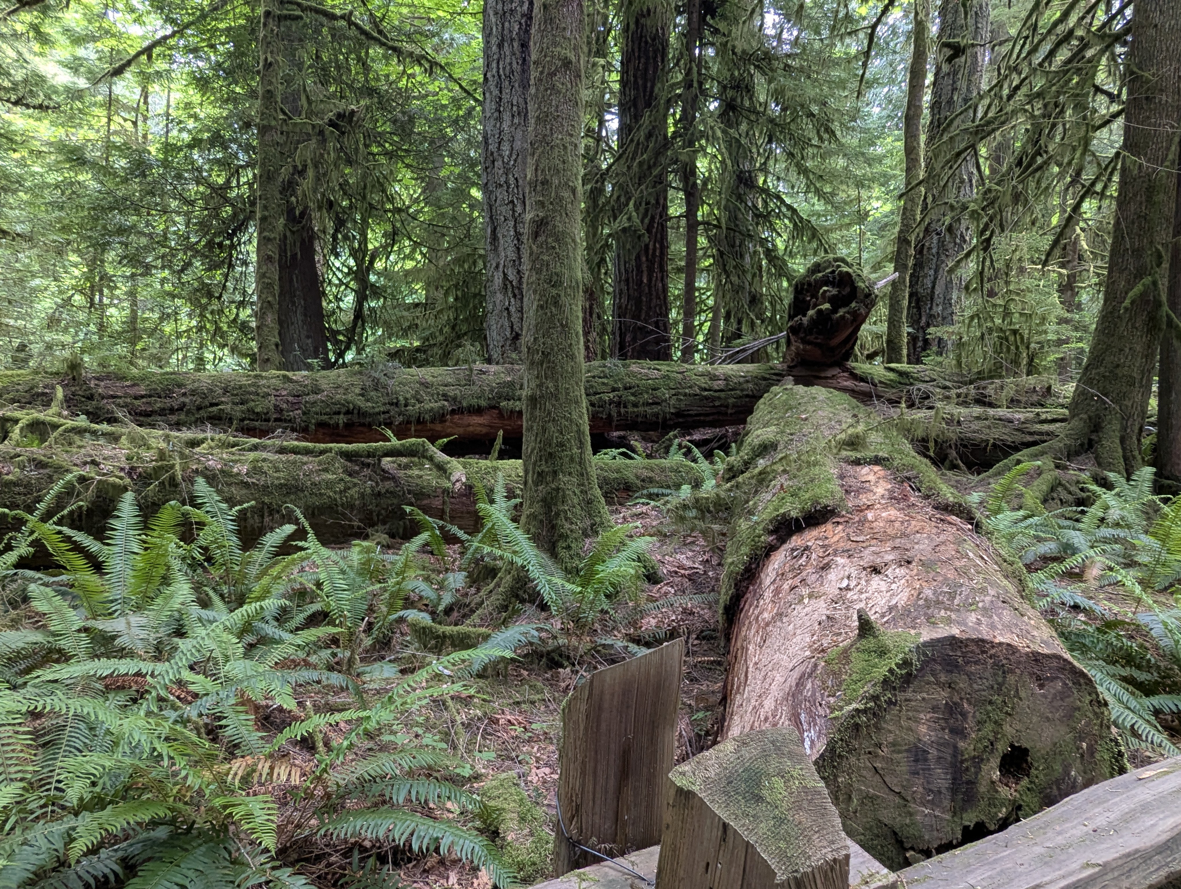 Birthday Trip to Canada, Cathedral Grove, Vancouver Island